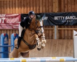 jumper Jarnac de Guldenboom (Belgian Warmblood, 2009, from Kissovo)