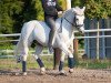 dressage horse Holsteins Donnerhall (German Riding Pony, 1996, from Donauwind)