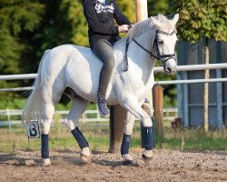 dressage horse Holsteins Donnerhall (German Riding Pony, 1996, from Donauwind)