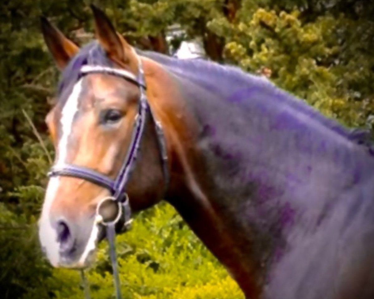 stallion Eremias (Hanoverian, 1999, from Escudo I)