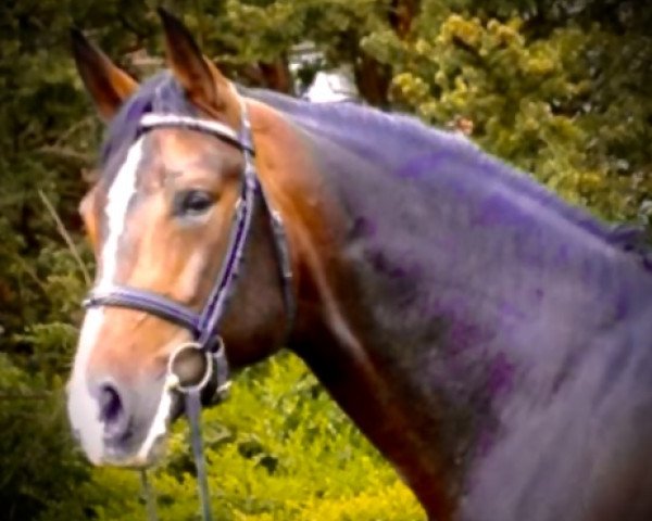stallion Eremias (Hanoverian, 1999, from Escudo I)