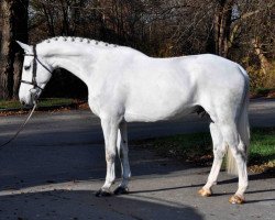 Springpferd Rapallo 59 (Belgium Sporthorse, 2009, von Moujik de Sohan)