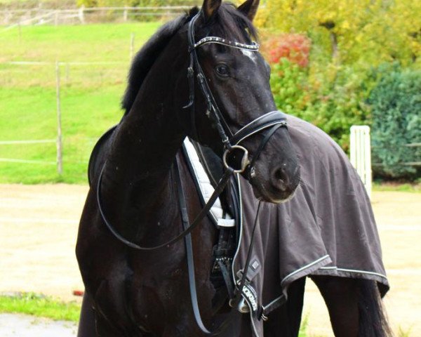 dressage horse Son Of Sezuan (Westphalian, 2015, from Sezuan)