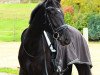 dressage horse Son Of Sezuan (Westphalian, 2015, from Sezuan)