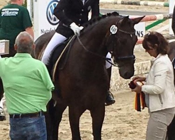 dressage horse Sam 934 (Oldenburg, 2006, from San Remo)