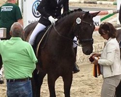 dressage horse Sam 934 (Oldenburg, 2006, from San Remo)