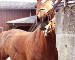 horse Caricia 5 (Oldenburg, 2004, from Rubin Rouge)