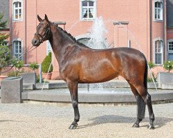 dressage horse Carlotta B. (Hanoverian, 2010, from Cevin Costner)