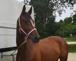 broodmare La Bonita von Penzing (Trakehner, 2014, from Grafenstolz)