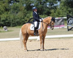 Dressurpferd Chance of Gold Fb (Deutsches Reitpony, 2014, von Can Dance 3)