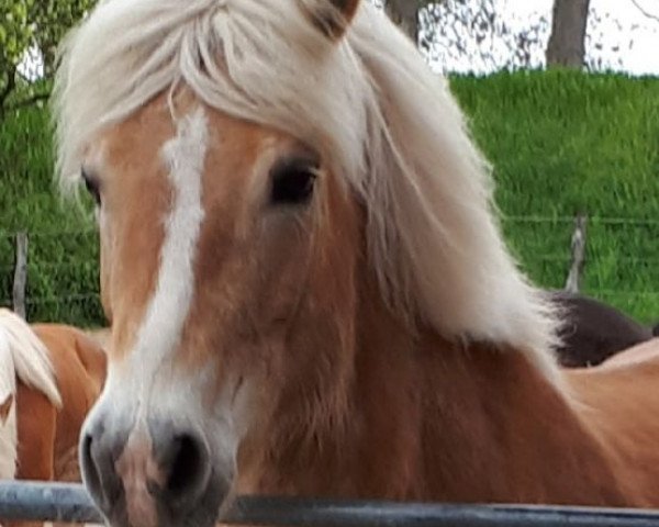 broodmare Norma (Haflinger, 1999, from Nordtirol)