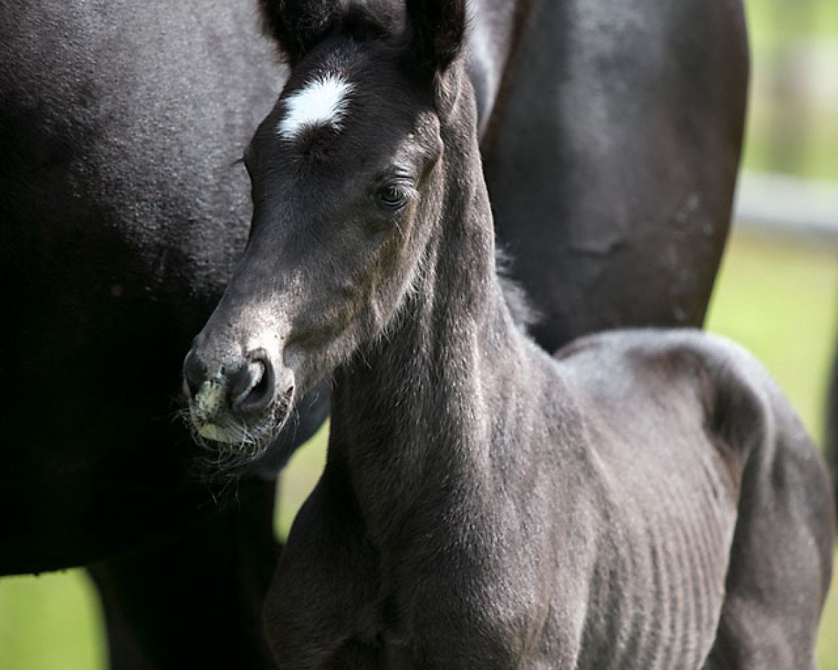 Dressurpferd Stay black WS (Westfale, 2019, von Secret)