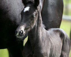 Dressurpferd Stay black WS (Westfale, 2019, von Secret)