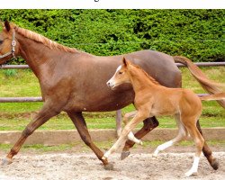 Zuchtstute Alla Tedesca (Trakehner, 1998, von Buddenbrock)