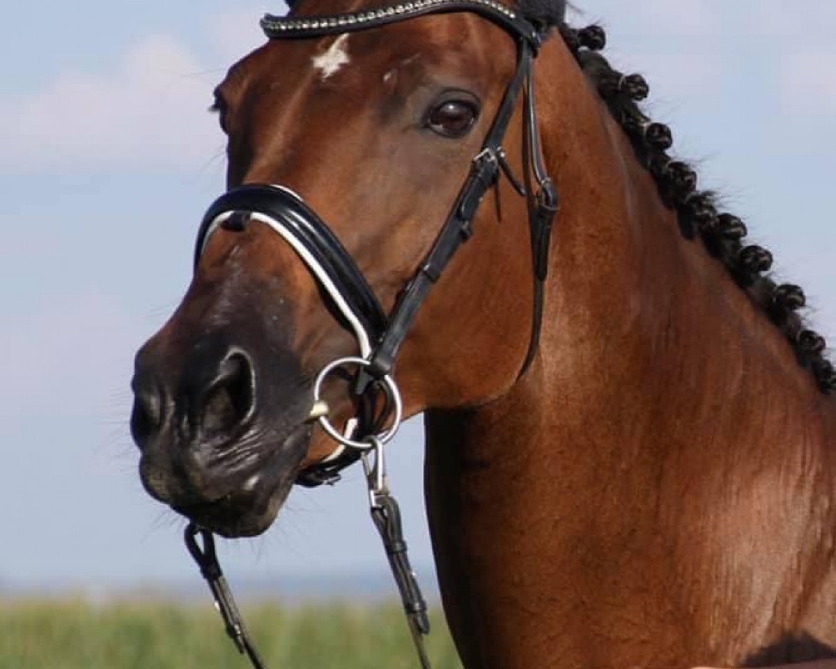 Zuchtstute Donaufürstin (Trakehner, 2005, von Donaufischer)