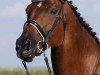 broodmare Donaufürstin (Trakehner, 2005, from Donaufischer)