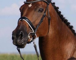 broodmare Donaufürstin (Trakehner, 2005, from Donaufischer)