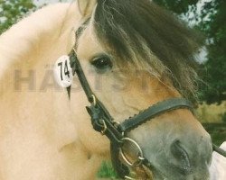 stallion Jolster 119 SWE (Fjord Horse, 1979, from Pan 88 SWE)