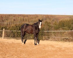 jumper Denver 185 (Hanoverian, 2005, from Depardieu 11)