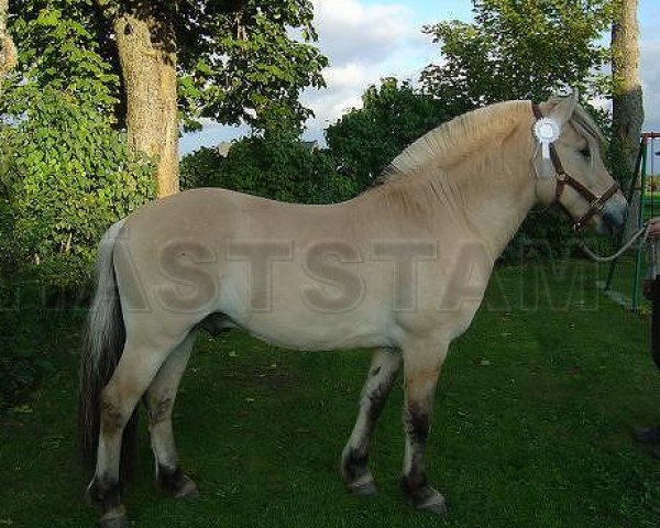stallion Curry (Fjord Horse, 2006, from Disco Unik)