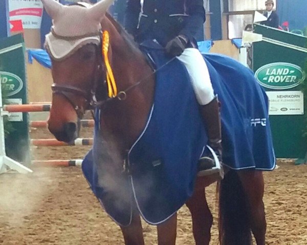 jumper Merva (Zangersheide riding horse, 2012, from Nonstop)