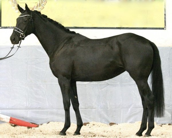 broodmare Courage Noir (Trakehner, 2016, from Elfado)