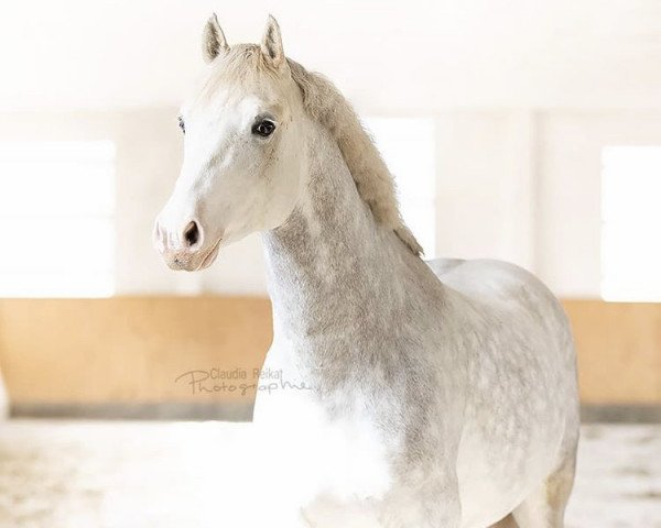 stallion Mr. Zauberhaft (German Riding Pony, 2015, from The Braes My Mobility)