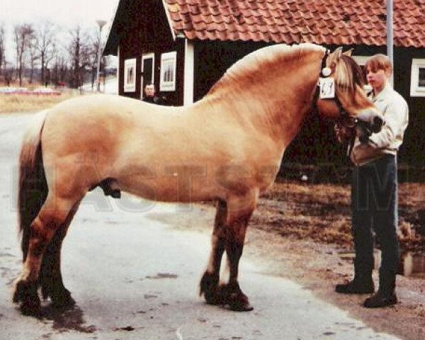 stallion Gudbrand (Fjord Horse, 1973, from Enok N.1610)