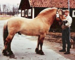 stallion Gudbrand (Fjord Horse, 1973, from Enok N.1610)