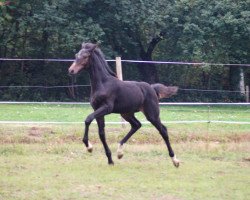 Pferd Bambi (Oldenburger, von Bon Amour Cuivre)