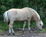 stallion Taffsnäs Åhle (Fjord Horse, 1996, from Knast Halsnæs)