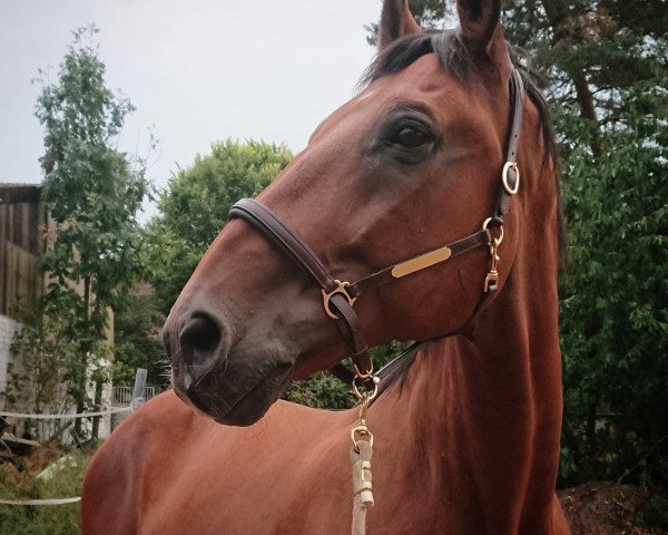 dressage horse Aquilando (Hessian Warmblood, 1998, from Aleman)