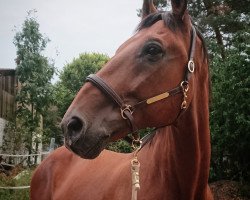 dressage horse Aquilando (Hessian Warmblood, 1998, from Aleman)