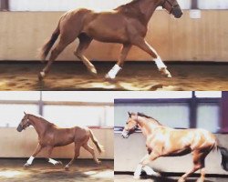 dressage horse Sir Aramis (Hanoverian, 2015, from Scuderia)