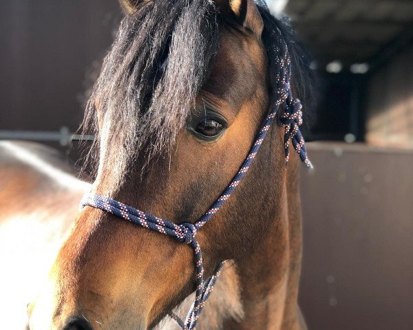 dressage horse Cobold (German Riding Pony, 2012, from Halifax)