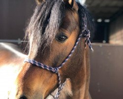 Dressurpferd Cobold (Deutsches Reitpony, 2012, von Halifax)