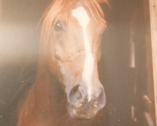 horse Halim (Arabian thoroughbred, 1990, from Abha Harim ox)