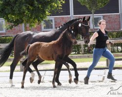 horse Dance for me EH (Oldenburger, 2019, from Bossanova 28)