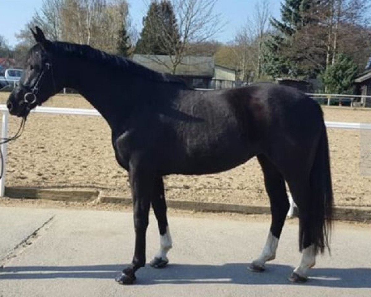 broodmare Countdown (Mecklenburg, 2012, from Count Up)