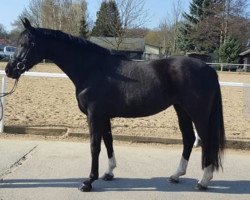 broodmare Countdown (Mecklenburg, 2012, from Count Up)