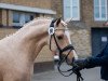 stallion Petit Golden Glory (German Riding Pony, 2017, from Golden West NRW)