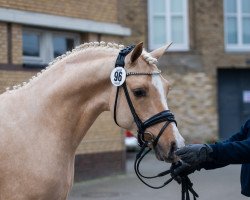 stallion Petit Golden Glory (German Riding Pony, 2017, from Golden West NRW)