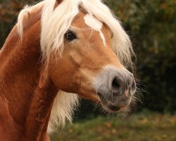 stallion Novaris (Haflinger, 1999, from Nabucco)