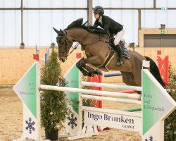 jumper Calimero 673 (Oldenburg show jumper, 2009, from Cola 10)