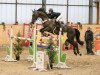 jumper Carracio 2 (Hanoverian, 2009, from Calido I)