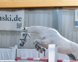 jumper Checker Larry (German Sport Horse, 2017, from Caruso Z)