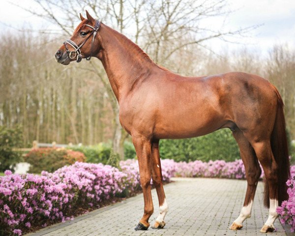 stallion Valego (Hanoverian, 2016, from Vivaldi)