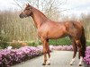 stallion Valego (Hanoverian, 2016, from Vivaldi)