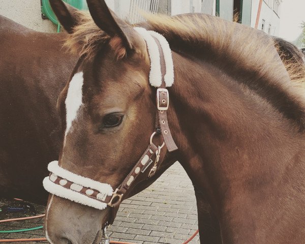 dressage horse Hengst von Secret / Abanos (Rhinelander, 2019, from Secret)