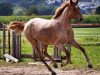 Springpferd Gw Levi Falada (Baschkire / Bashkir Curly / Curly Horse, 2011, von Teoc's Painted Levi)